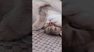 Шотландская девушка, голубое золото свободна для Вас🌷7мес, зато уже не интересуются занавесками😅