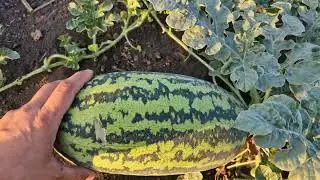 фаіорит чипідріс трохи