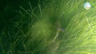 KAGANAPAN SA ILALIM NG DAGAT