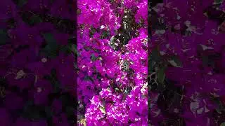 Hermosas flores/Beautiful flowers #shorts  #travel #nature #flowers #flores #relaxing #naturaleza