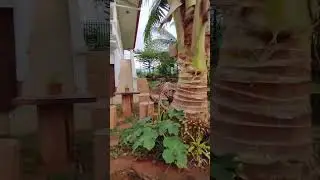 Simple Garden