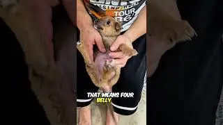 Day 1 of this puppy 🐶 getting a Belly Rub for every 1000 Followers 