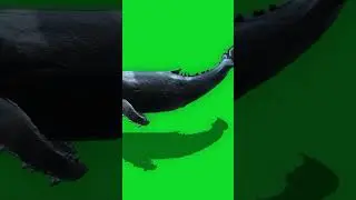 whale swimming green screen effect 