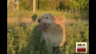 Озаренные последним летним солнцем...#dog #собака #приют #россия #семья #стрим #топ #family #home