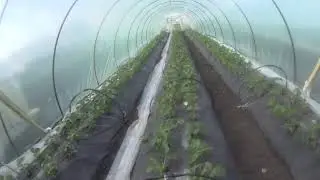 Пошли усы в балагане