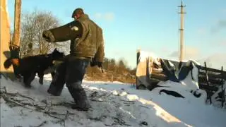 Охрана дома - Работает Бернский зенненхунд !!!