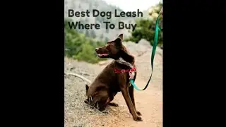 Ebay Premium quality nylon padded dog leash .75 inch blue for small dog