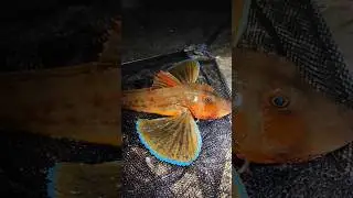 Вот такой красавчик, попался. Рыбалка в Ялте. Видео скоро будет на канале.