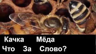 №74 Что За слово качка Мёда Пасека Биз.Пчеловодство.Пасека.