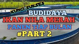 KUNCI SUKSES || BUDIDAYA IKAN NILA MERAH || PANEN TIAP BULAN #Part 2