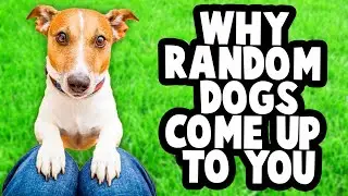 Why Do Dogs Like Some People More Than Others?
