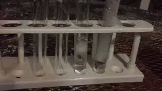 Ap biology project 1 by Saad.H