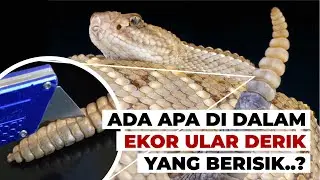 Bagaimana Ekor Ular Derik Bisa Menghasilkan Bunyi