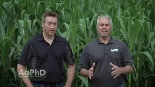 Weed of the Week 