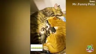 Los Momentos Más Graciosos de Mascotas Capturados en Cámara #perros