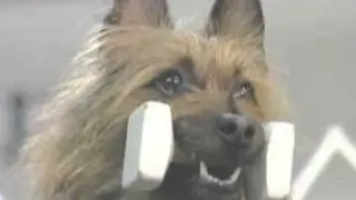 How to fit a dog for a dumbbell