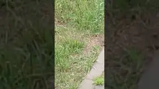 Ева. Котенок и кошка. 21.06.2024