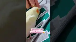 #kuşlar #birds #viral#viralvideo #viralvideos#kussevdası #cockatiel #fyppage #cats ##kuşsevgisi