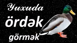 Yuxuda ördək görmək ☾✵ Geniş 