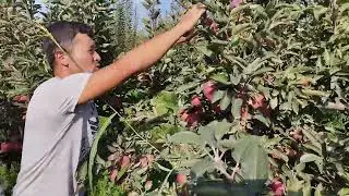 Крепсон Олма боги яаблики Крепсон сарта мурожат учун номер+998910408084