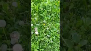 Не нюхайте одуванчики!!!😅🥰🥺🐕