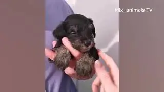 The best funny animals 2021