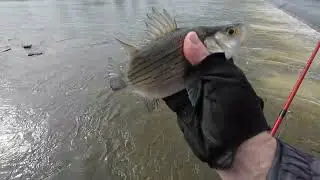 Fox River Fishing the Dam. The Early Spring Bite