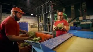 DEL TROS AL PLAT: FRUITA DE TEMPORADA