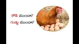 కోడి ముందా..? గుడ్డు ముందా..?