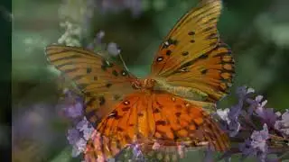 Swingrowers - Butterfly