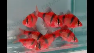Искусственное оплодотворение барбусов красных Гло Зелёную мочалку при изъятии из нерестовика трясите