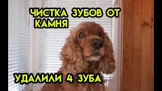 Спаниель Сёма: Чистка зубов от камня. Удалили 4 зуба. =(