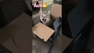 Коробковладельцы🐱❤️ #помощьбездомнымживотным