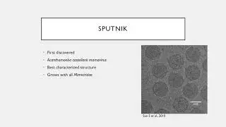 Vir S19 Lecture 24