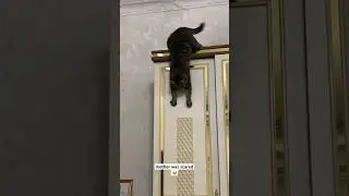 My cats 🐱