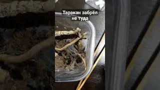 Psalmopoeus Cambridgei на охоте#животные#террариум#природа#паук#spider#tarantula#паукптицеед#shorts