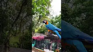 Exotic pet | Macaw 🦜 