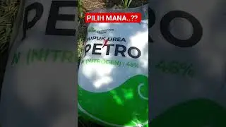 Pilih Nitrea apa Petro ⁉️Pupuk Padi