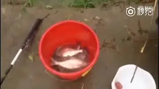 BİR DAL PARÇASIYLA BİR ÇOK BALIK YAKALADI