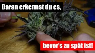 Wie du frühzeitig Schimmel in deinen Blüten erkennen kannst