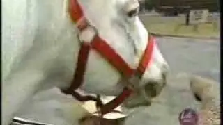 Patches the Coolest Horse