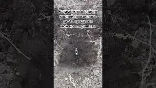 когда открывать виноград весной