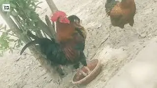 murga farm daily routine video\ dasi aseel murga farm setp in pakistan/free documentary nature