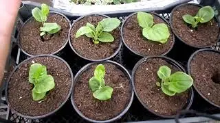 Features of transplanting cineraria and gerbera. We are starting to accept orders for planting ma...