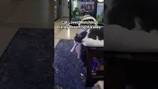 #shorts🐈‍⬛️ Cat Loves Watching Disney Dreamlight Valley - Must Watch 👀
