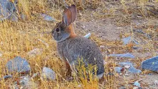 Desert Cottontail (Sylvilagus audubonii)