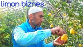 Limon biznesi