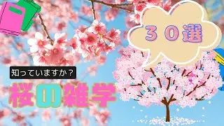 桜の雑学３０