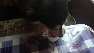 Собака-кофеман//dog coffee lover