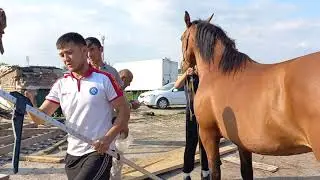 4 еш бия 7200$ сотилади